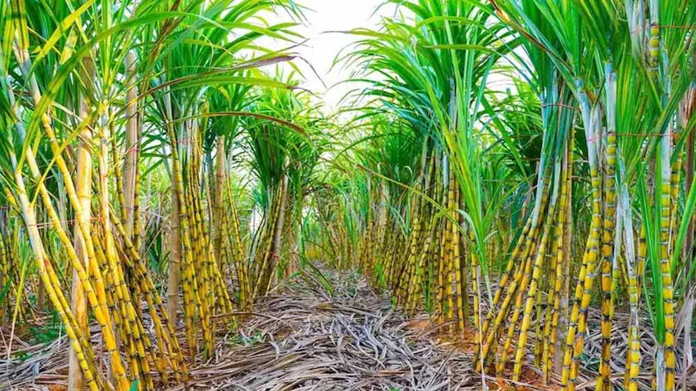 गन्ना किसानों के लिए बड़ा फायदा, छत्तीसगढ़ में करोड़ों रुपये का ट्रांसफर; होली पर राहत का तोहफा