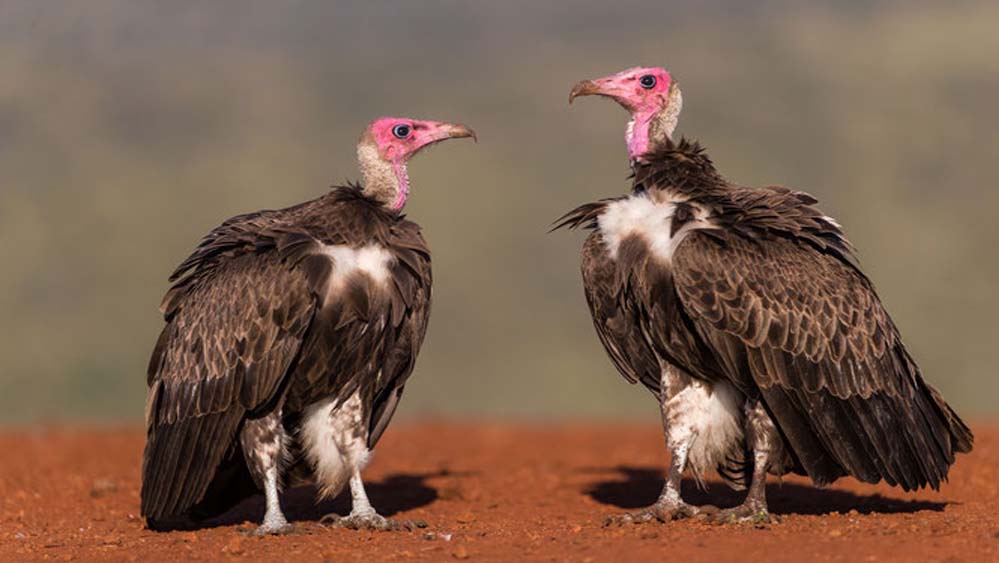 MP में गिद्ध गणना का डिजिटल तरीका, मोबाइल एप से 7 प्रजातियों की ट्रैकिंग