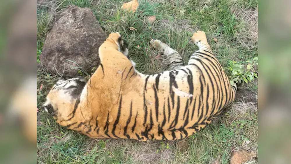 मां से अलग हुए बाघ ‘कान्हा’ की मौत, दुर्गावती रिजर्व के कोर एरिया में मिला शव