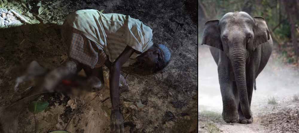 इलाके में हाथियों का बढ़ता खतरा, लकड़ी बीनने गए बुजुर्ग को हाथी ने कुचला