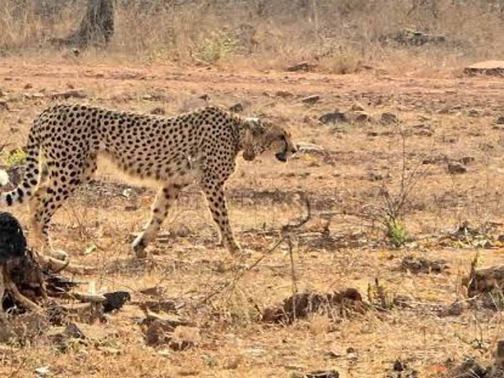 2032 तक आत्मनिर्भर चीता आबादी का रोडमैप, 28 फरवरी को बोत्सवाना से आएंगे आठ चीते
