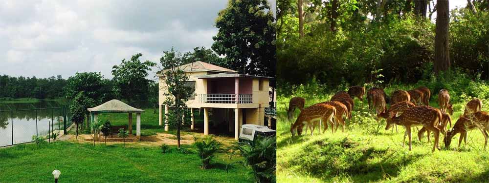 जहाँ जंगल बोलते हैं: बारनवापारा अभयारण्य का रोमांचक सफ़र