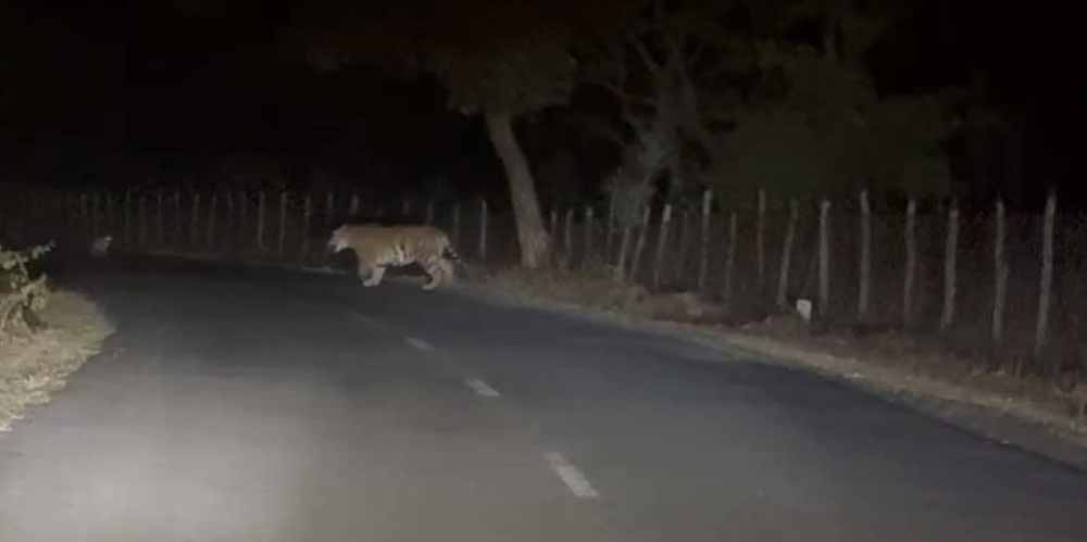रास्ते पर अचानक सामने आया बाघ, अमरकंटक में शिक्षक ने बनाया हैरान कर देने वाला वीडियो