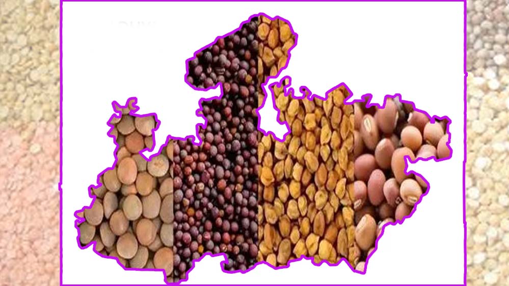 मध्यप्रदेश की कृषि सफलता: खाद्यान्न, दलहन और तिलहन उत्पादन में शीर्ष स्थान