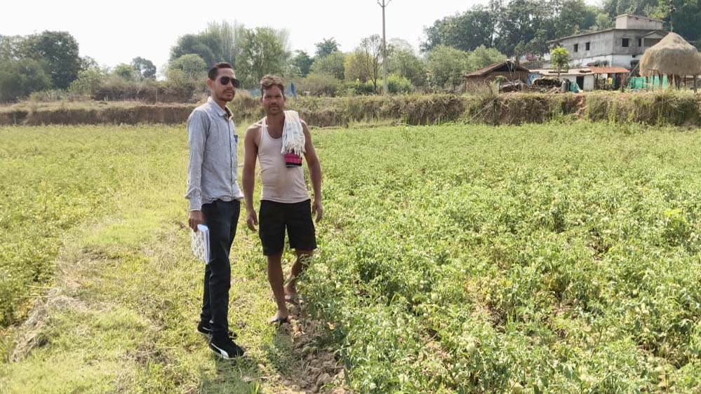 किसानों के लिए राहत: राष्ट्रीय बागवानी मिशन के तहत टमाटर खेती में नई तकनीक से आय बढ़ी
