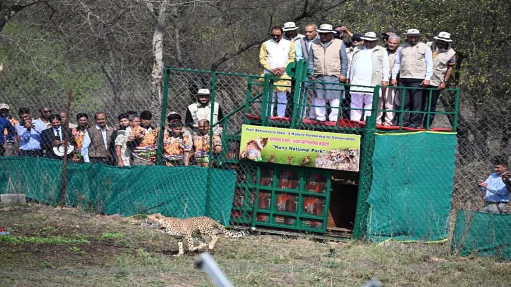 भारत में मिशन चीता का नया मोड़, बोत्सवाना से 9 चीते कूनो पहुंचे, संख्या 48 हुई