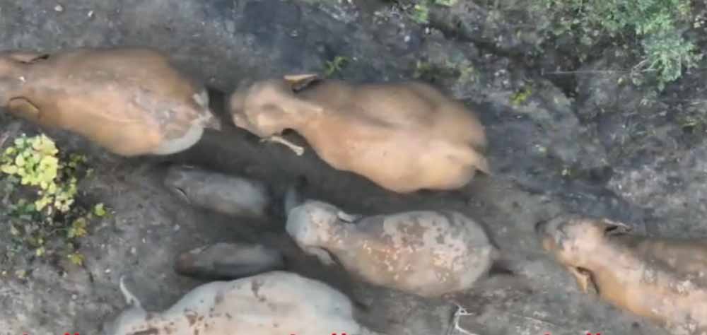 सुरक्षा का घेरा और प्यार भरा साथ: मादा हाथी संग विचरण करते नन्हें गजराज की वायरल तस्वीर