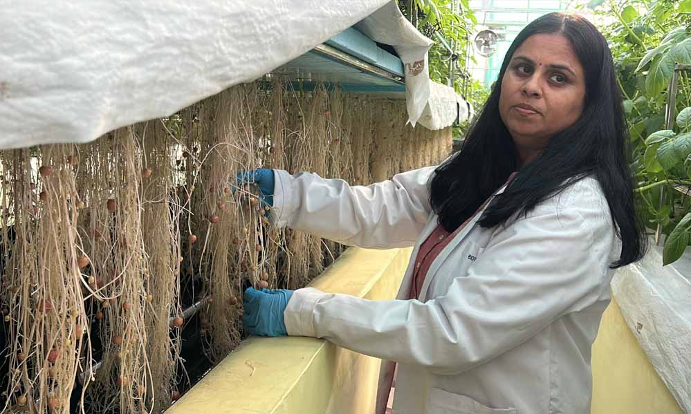 ग्वालियर में हवा में आलू की खेती, वैज्ञानिकों ने 1KG बीज से 400 किलो आलू उगाया, बीमारी मुक्त खेती का कारनामा