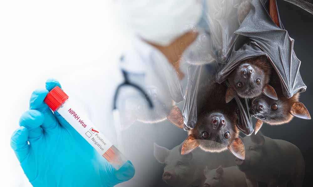 WHO का अलर्ट: बांग्लादेश में निपाह वायरस के कारण कच्चा खजूर रस पीने से महिला की मौत