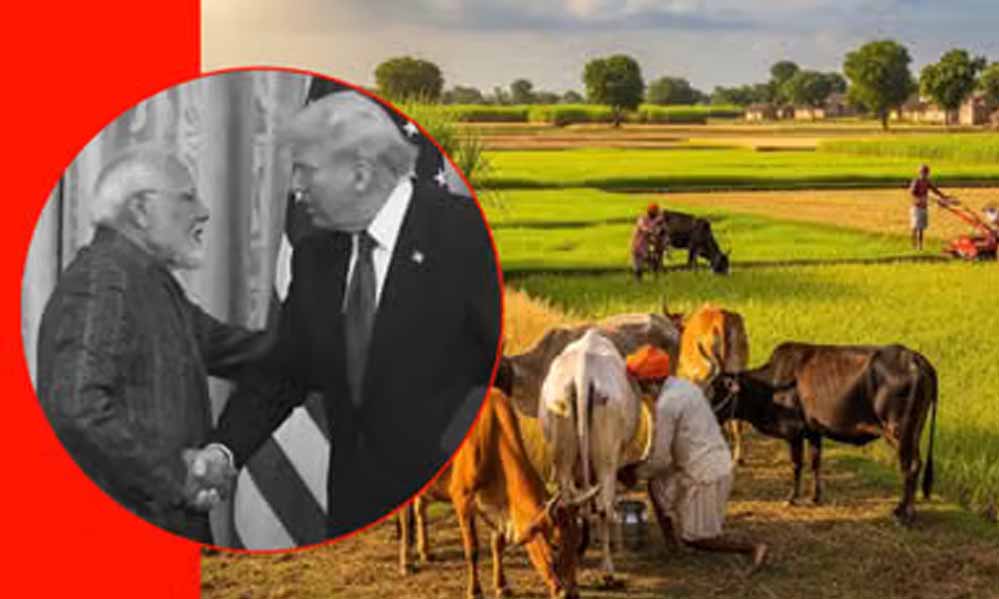 भारत ने कृषि और डेयरी सेक्टर को दिया सुरक्षा कवच, अमेरिका के लिए ढील से इनकार; लिस्ट देखें