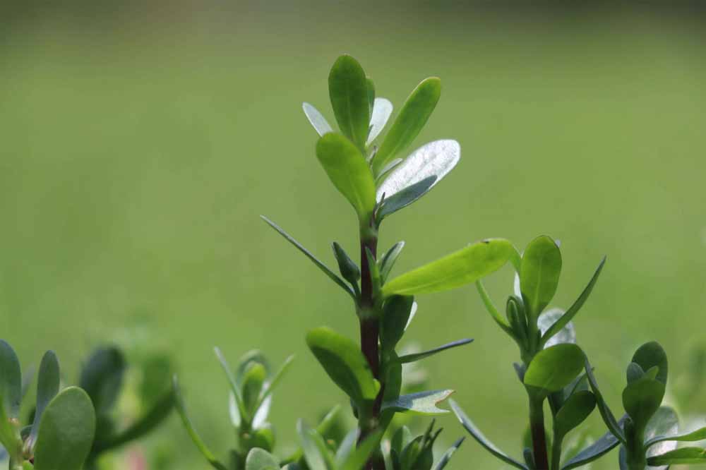 कम लागत, ज्यादा लाभ: धान छोड़ ब्राम्ही की ओर बढ़ रहे किसान