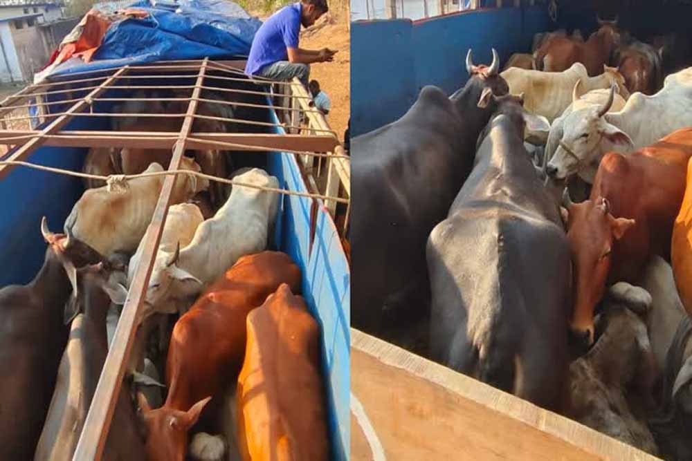 अवैध पशु तस्करी पर शिकंजा: मध्यप्रदेश पुलिस की निर्णायक कार्रवाई