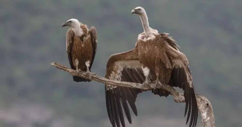 लुप्तप्राय प्रजाति को जीवनदान: CM डॉ. यादव का विशेष कार्यक्रम आज