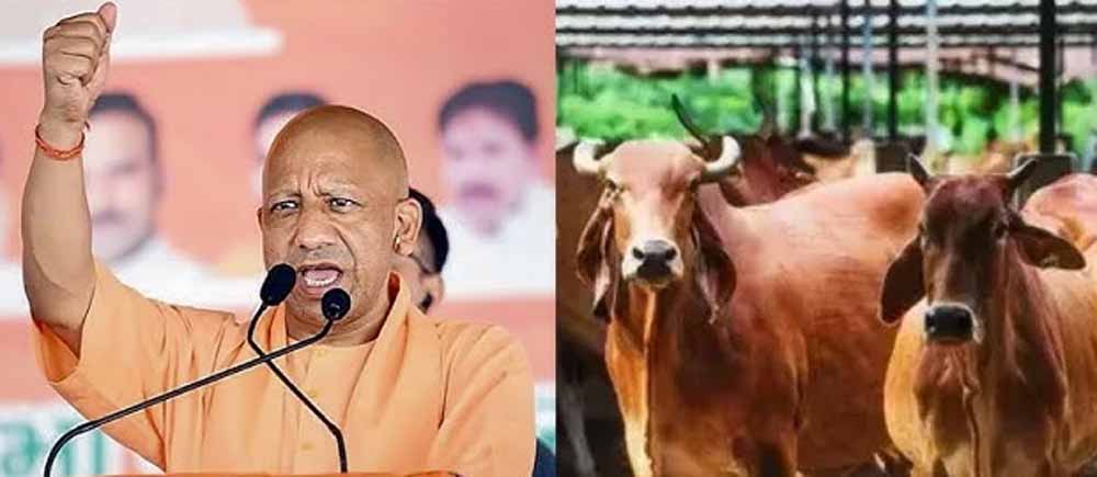 योगी आदित्यनाथ के मुख्यमंत्री बनने के बाद पूरे प्रदेश में 7500 से ज्यादा गोआश्रय स्थल बनाए गए