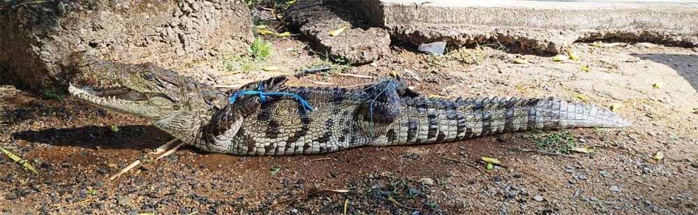 खतरे से सुरक्षित ठिकाने तक: मगरमच्छ का रेस्क्यू, जंगल सफारी बना नया आश्रय
