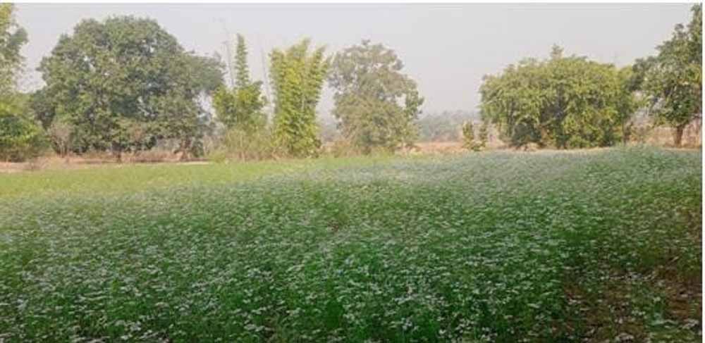 मोर गांव मोर पानी अभियान से संवरे 45 परिवार, आजीविका और जल उपलब्धता में सुधार