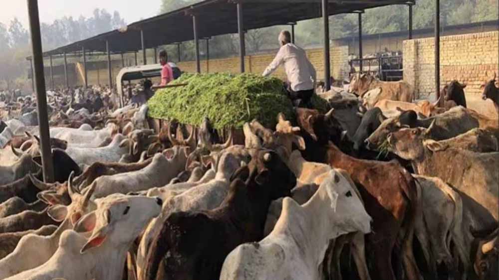 निराश्रित गोसंरक्षण में बेहतर कार्य करने वाली गोशालाएं भी होंगी सम्मानित