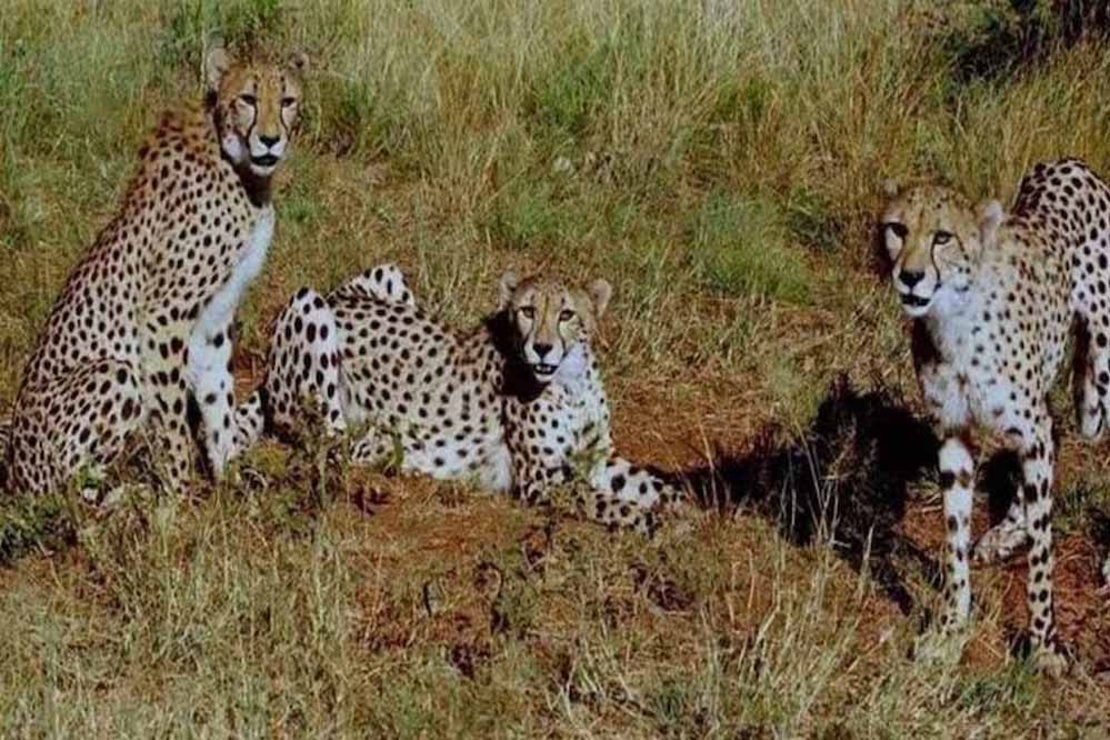 9 चीते भारत पहुंचे बोत्सवाना से, कूनो नेशनल पार्क में क्वारंटीन, केंद्रीय मंत्री ने रिलीज किया