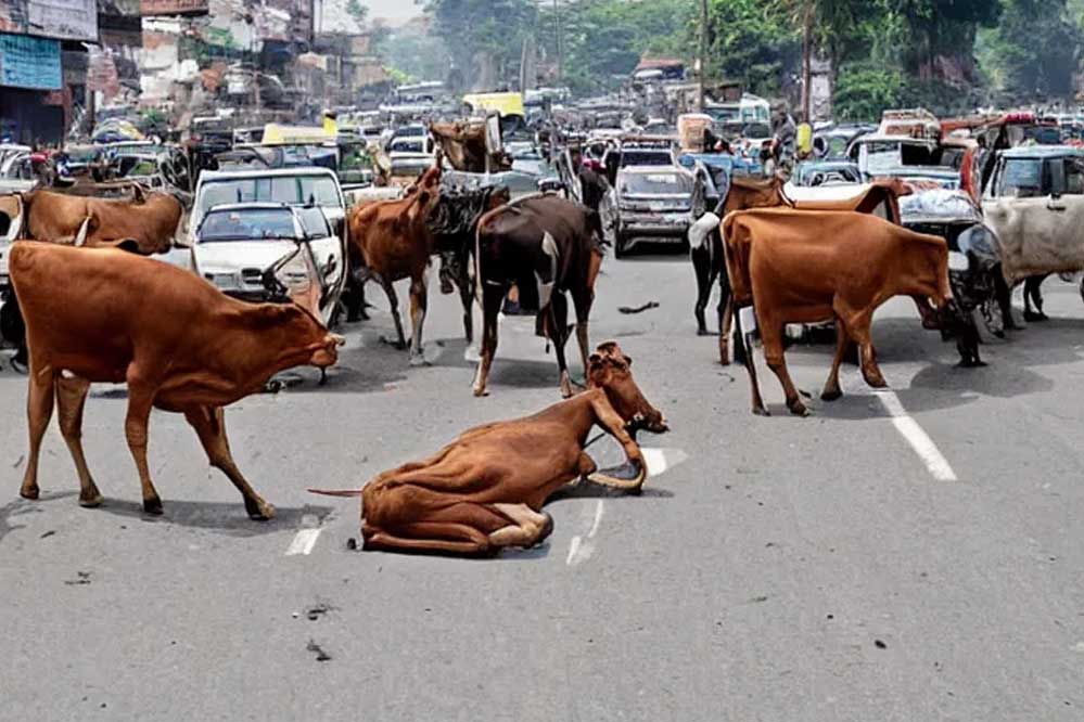 MP में आवारा मवेशियों पर सख्ती, BJP सरकार ने दो साल में समाधान का दिया आश्वासन