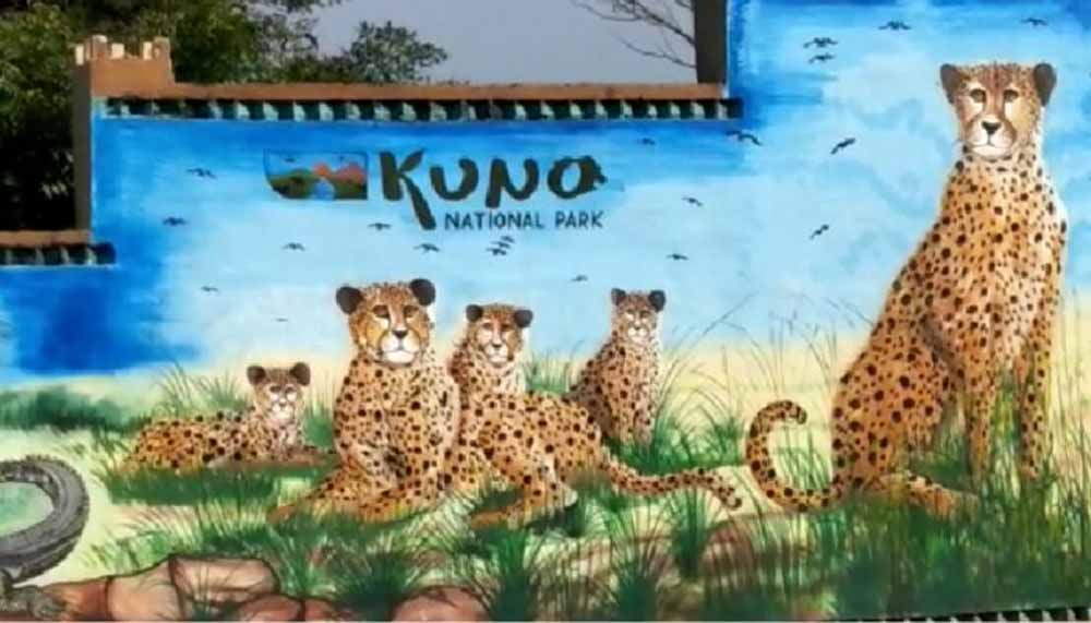चीतों का कुनबा बढ़ेगा, कूनो नेशनल पार्क में 8 नए चीते की एंट्री तय