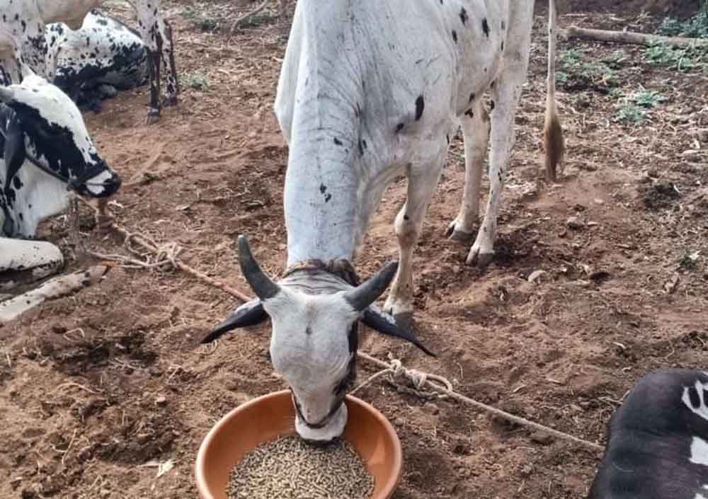 नस्ल सुधार से पशुपालकों की आय बढ़ाने की दिशा में ‘हिरण्यगर्भा अभियान’ मजबूत आधार