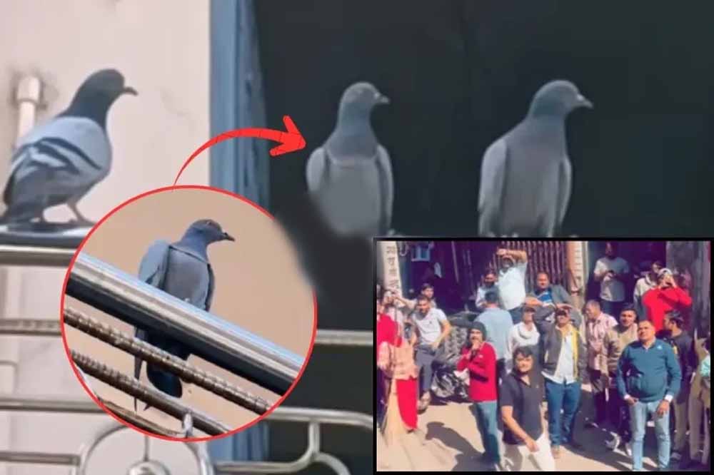 गले में डालकर घंटों तक बैठा रहा, ज्वैलरी शॉप से लाखों की सोने की चेन ले उड़ा कबूतर