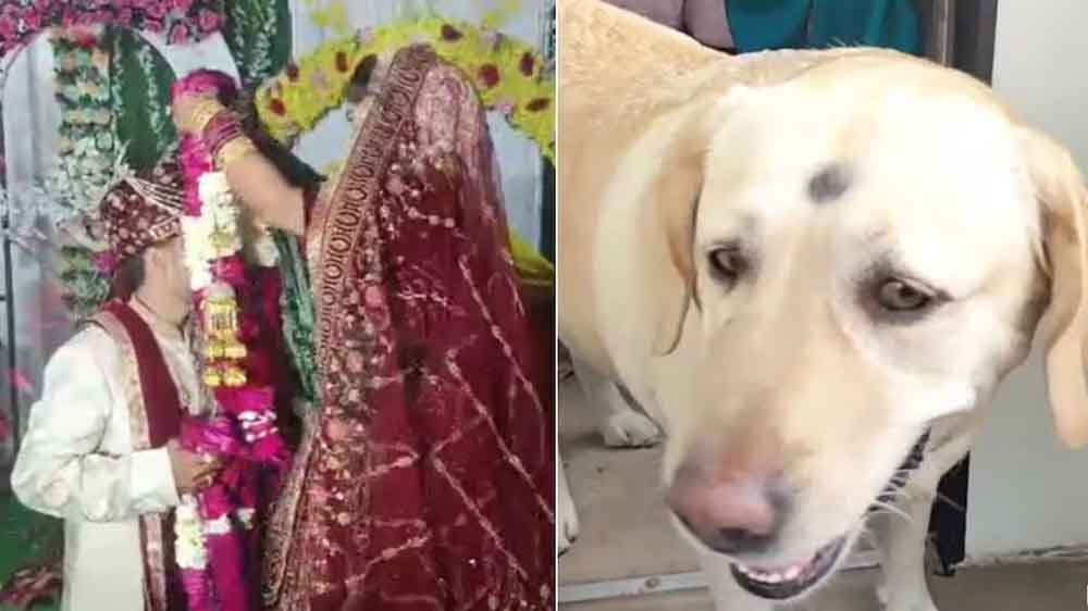 हंसी-खुशी का माहौल बना रणभूमि: कुत्ते ने बिगाड़ी शादी, बारात में जमकर मारपीट