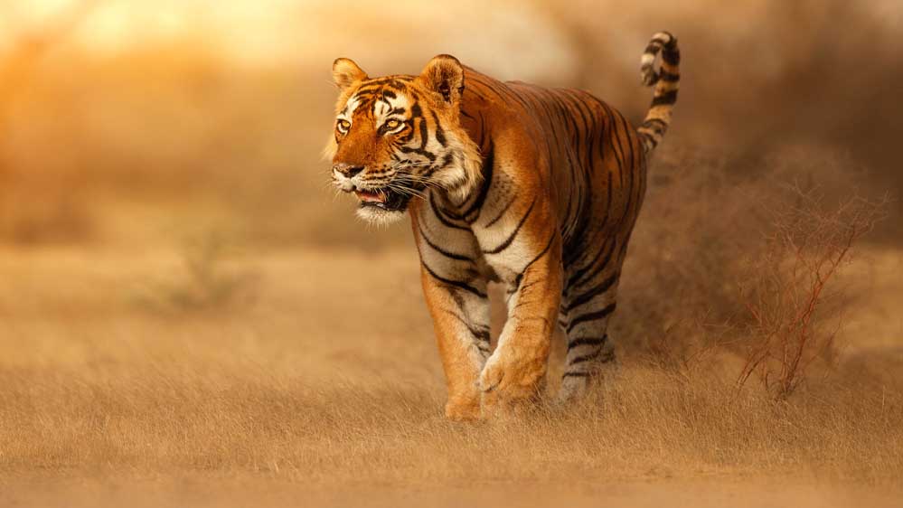 बांधवगढ़ की बाघिन का राजस्थान में रिश्ता, हेलीकॉप्टर से विदाई, बाघों का कुनबा बढ़ाने के लिए मुकुंदरा हिल रिजर्व में शिफ्ट