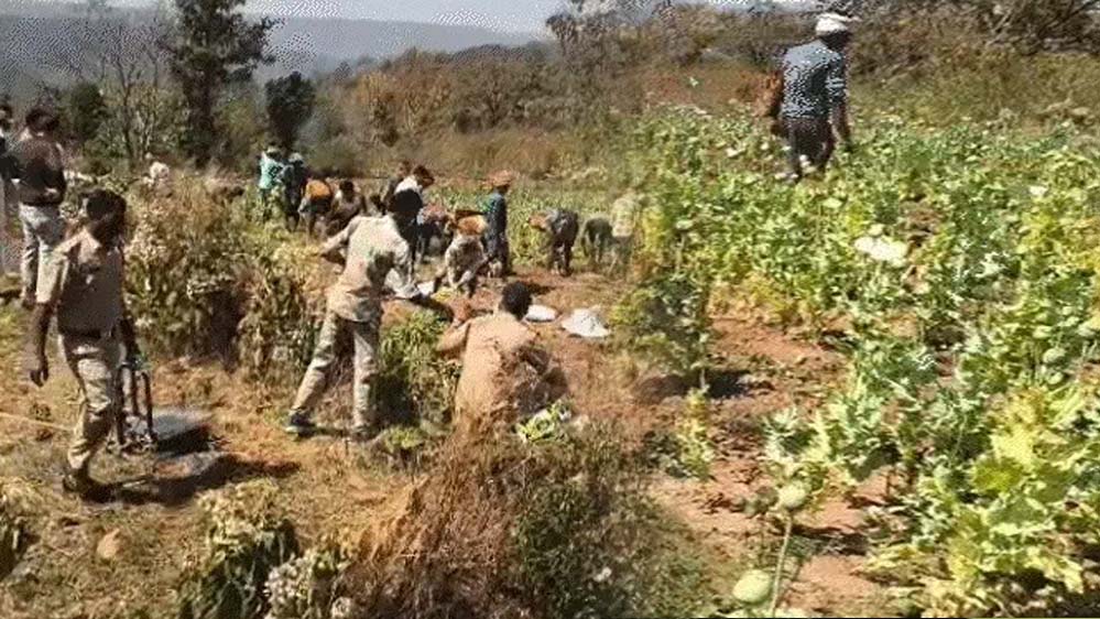 बलरामपुर में अफीम की भारी खेप बरामद, मसाले के रूप में खेती की जा रही थी