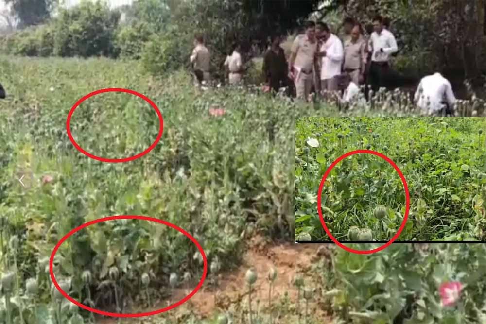 छत्तीसगढ़ में अफीम नेटवर्क का विस्तार: रायगढ़ से एक आरोपी दबोचा गया