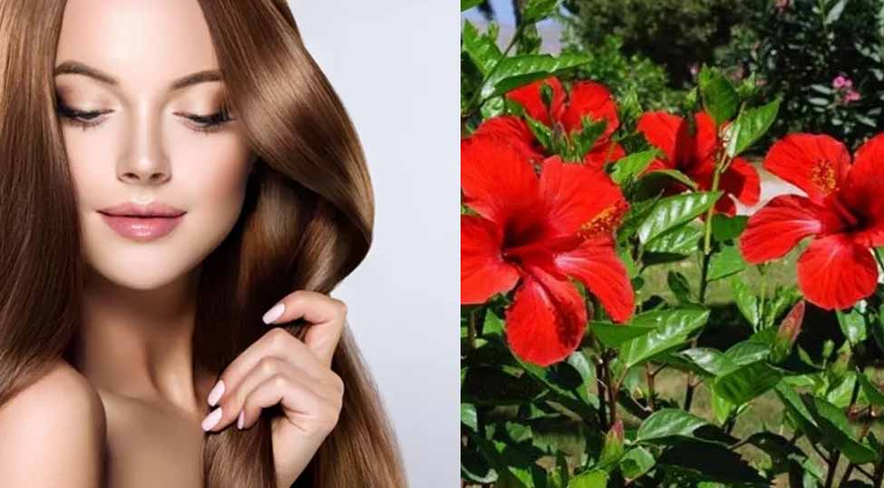 स्किन में नेचुरल ग्लो और बालों में मजबूती लाता है गुड़हल, जानिए कैसे करें इस्तेमाल