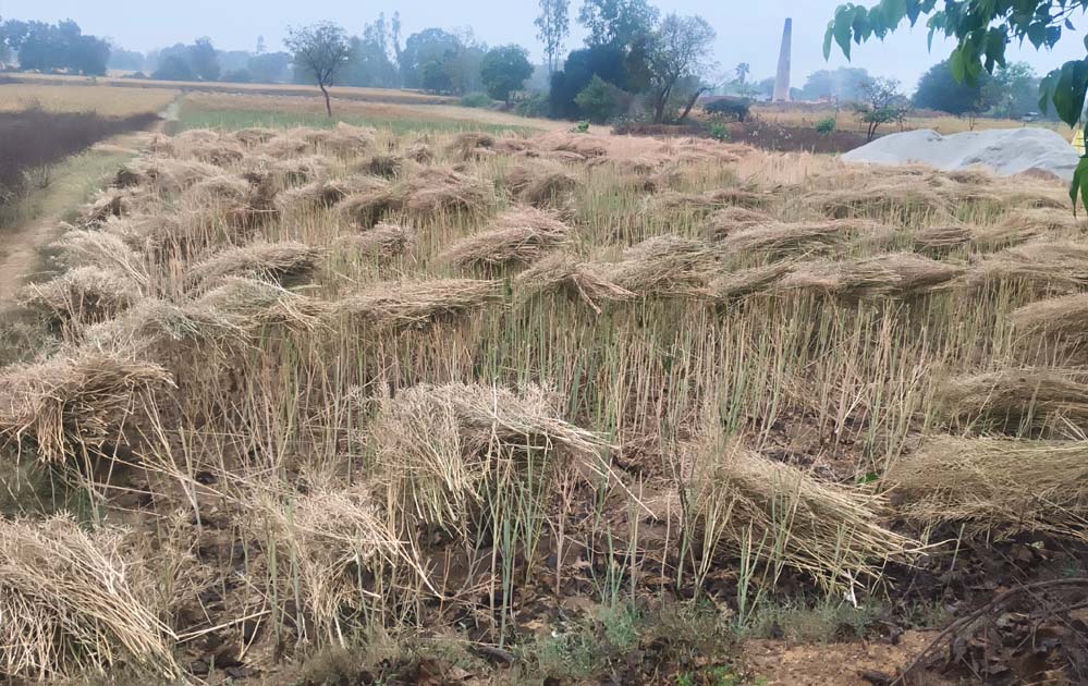 प्रदेश के 42 जिलों में ओलावृष्टि और बारिश से फसलें बर्बाद, 14 जिलों में आज भी खतरे का अलर्ट