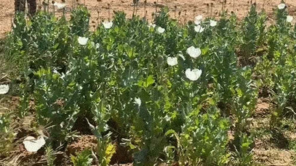 रायगढ़ में अफीम की फसल मिलने पर दो किसान गिरफ्तार, इस महीने अवैध खेती का पांचवां मामला