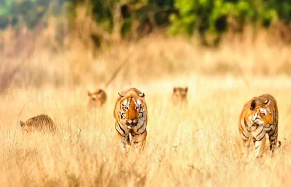 खिवनी अभयारण्य में बाघ परिवार का अनोखा नजारा, सड़क पर दिखे बाघ, 20 मिनट तक सांसें थमी रहीं