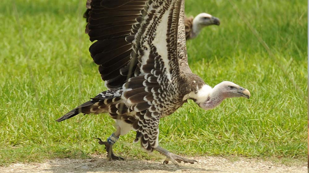 वीरांगना दुर्गावती टाइगर रिजर्व में 951 गिद्धों की पहचान, सर्वे के दौरान सात प्रजातियों की हुई पुष्टि