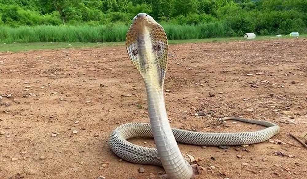 कोरबा: अधूरे मकान में छिपा था कोबरा, सूचना मिलते ही चला रेस्क्यू ऑपरेशन