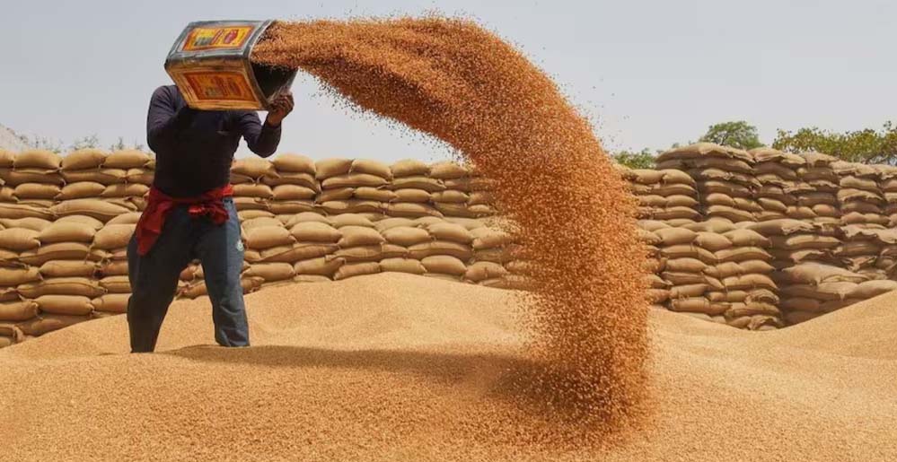 गेहूं खरीदी का एलान: मालवांचल, नर्मदापुरम और भोपाल में 10 अप्रैल से, बाकी संभागों में 15 मार्च से शुरू होगी उपार्जन