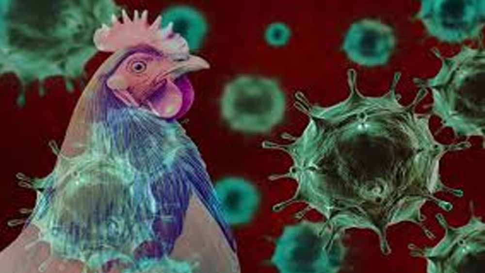 खतरे की घंटी: बिलासपुर में बर्ड फ्लू फैलने से 4400 मुर्गियां मरीं, 10 किमी एरिया में सख्ती बढ़ी