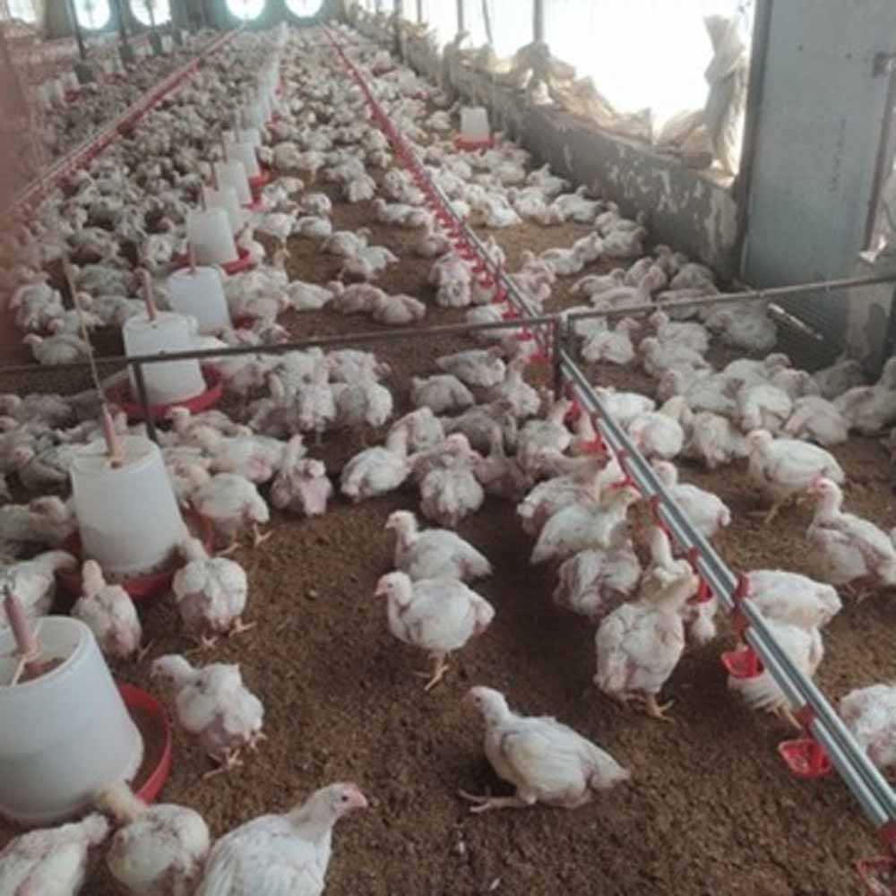 आत्मनिर्भरता की मिसाल: मां लक्ष्मी महिला समूह का AC मुर्गी फार्म, 10,000 चूजों से हो रही मोटी कमाई