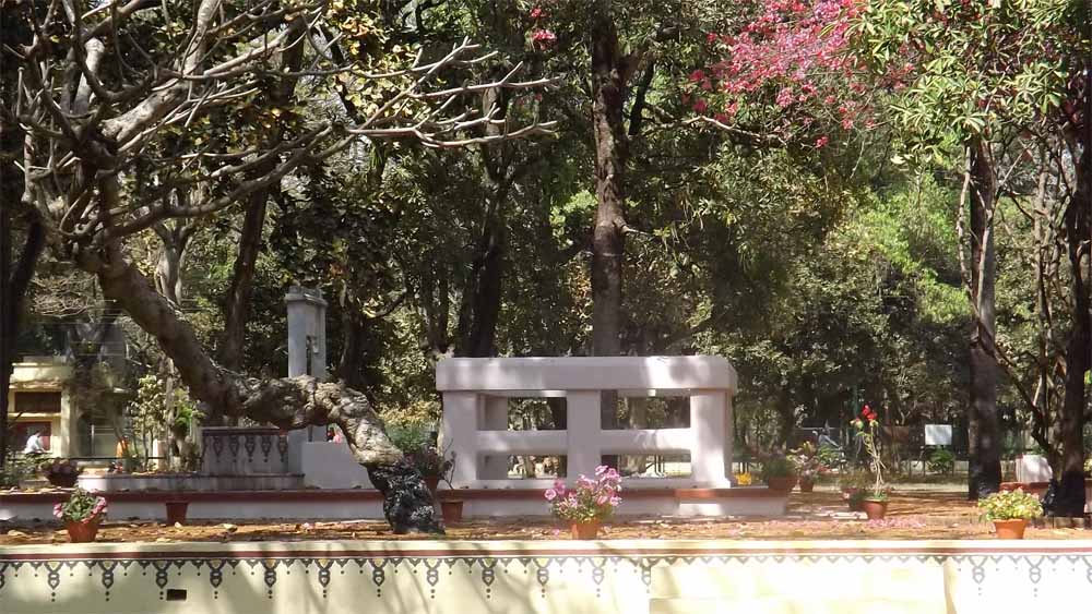 विधानसभा में छातिम वृक्ष पर बहस तेज, मंत्री ओपी चौधरी ने किसी भी रोक से किया इनकार