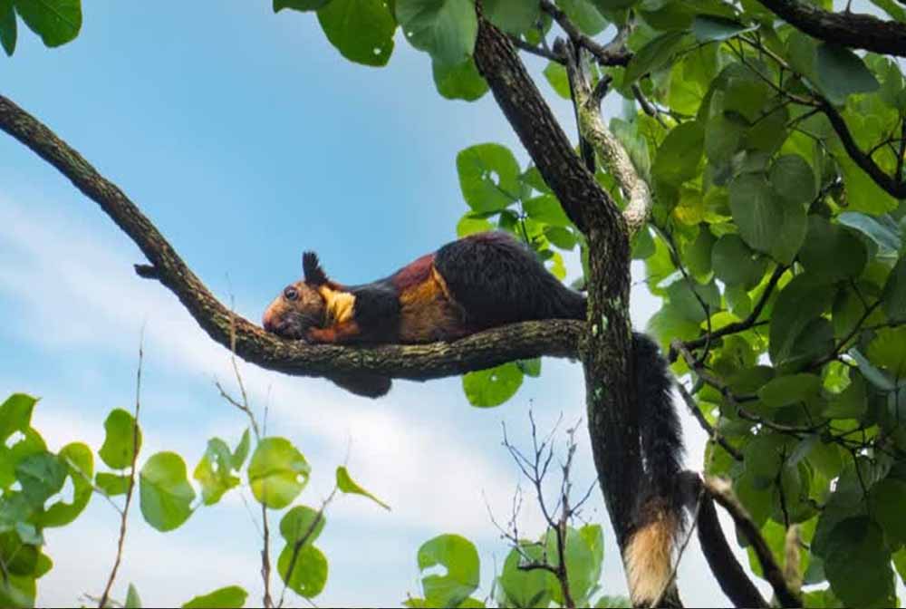 उदंती टाइगर रिजर्व में वन्यजीव संरक्षण को नई दिशा, AI के सहारे दिखे दुर्लभ प्रजाति के जीव