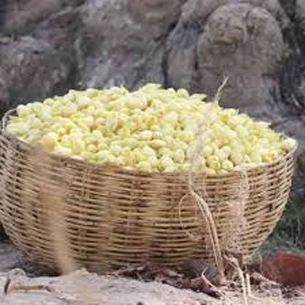 परंपरा से पोषण तक: आदि परब में जशप्योर स्टॉल को सराहना, महुआ बना सुपरफूड