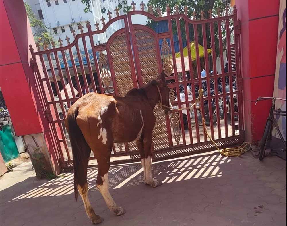 अनोखा मामला: तीन दिन से पार्क में चर रहा घोड़ा हिरासत में, नगर पालिका सख्त