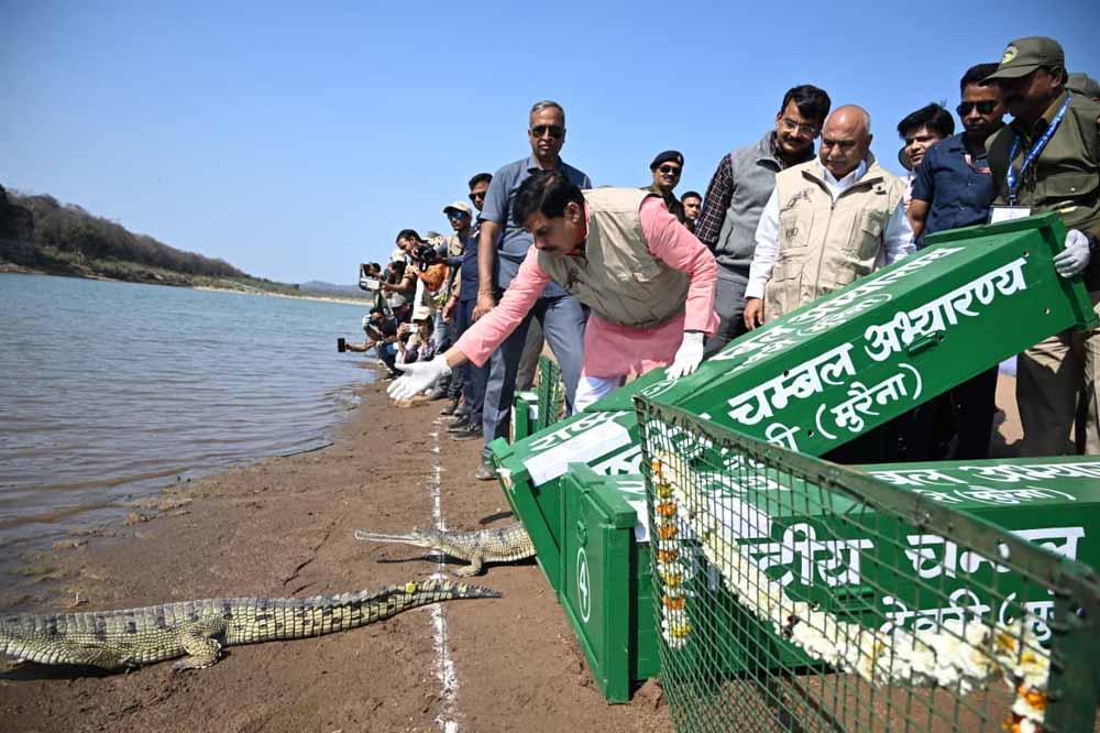 घड़ियालों से गुलजार होगा कूनो, जंगल सफारी में जुड़ा नया आकर्षण