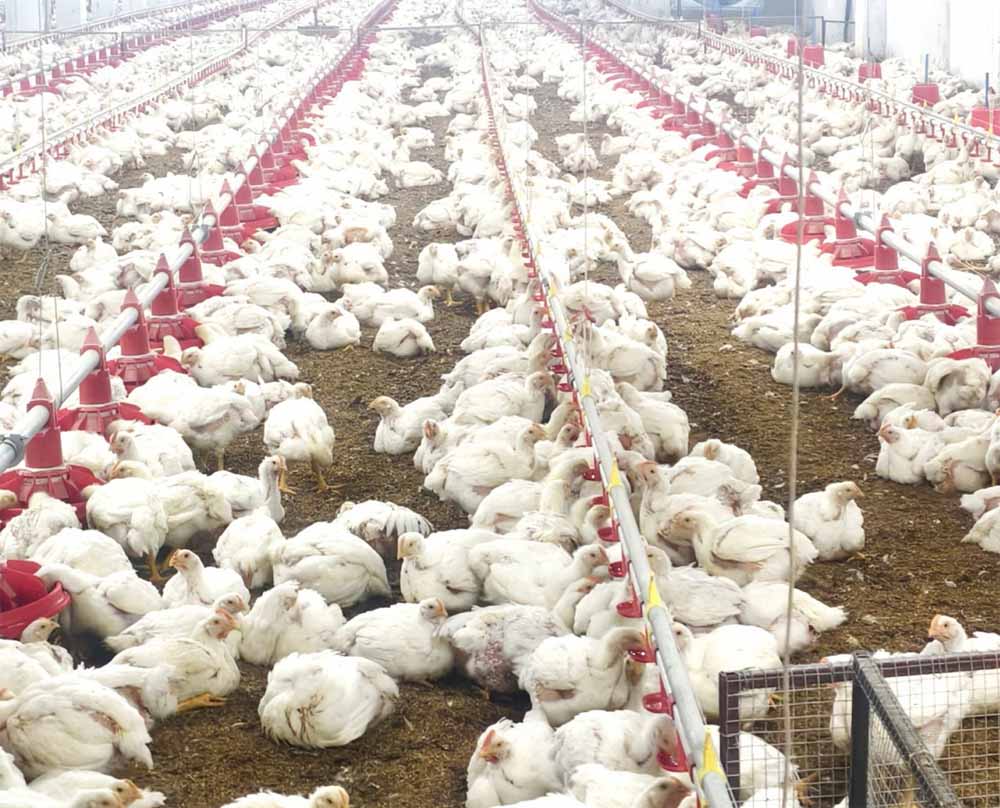 माँ लक्ष्मी महिला समूह का कमाल: 10,000 चूजों की क्षमता वाले एसी मुर्गी फार्म का सफल संचालन