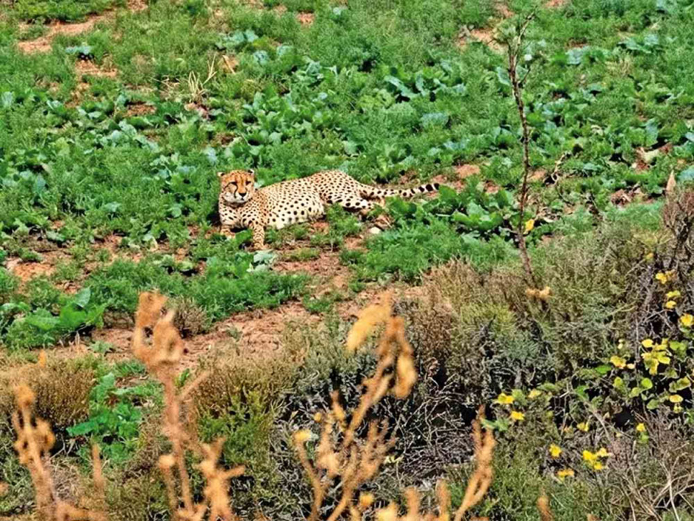 आशा के शावकों की राजस्थान में मौजूदगी से ग्रामीणों में रोमांच और डर का माहौल