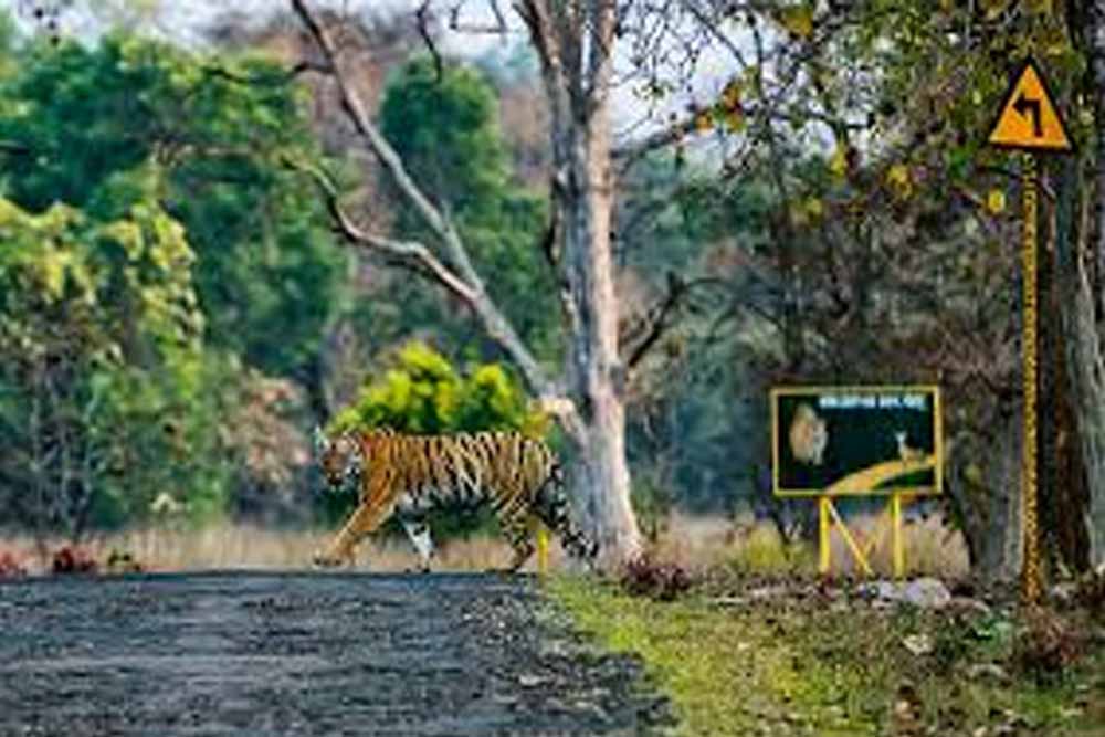 बाघों के लिए सुरक्षित रास्ता, टाइगर कॉरिडोर बनाने में तेजी; जरूरत पड़ने पर होगा ट्रांसलोकेशन