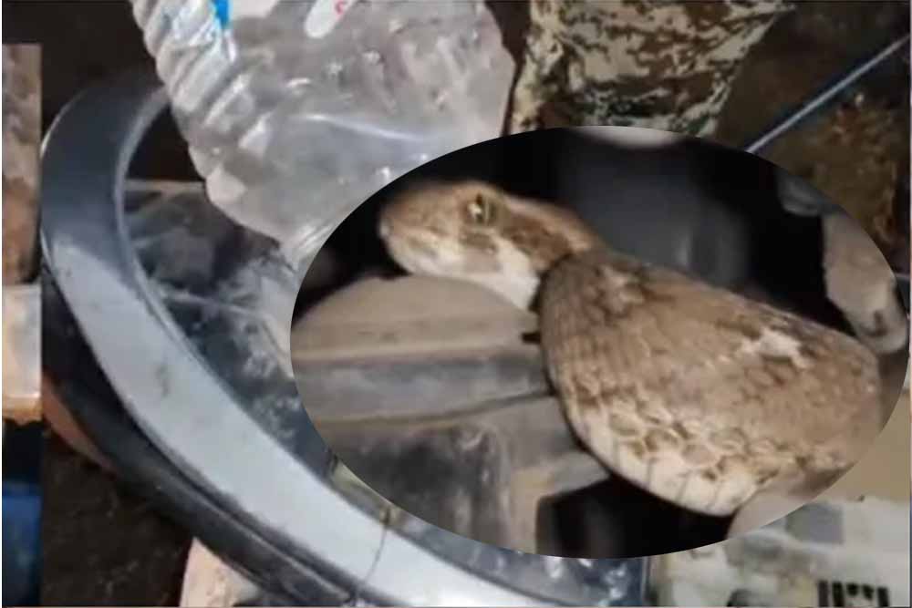 सीट के नीचे छिपा था ‘सॉ-स्केल्ड वाइपर स्नेक’, युवक को चलती बाइक में जहरीले सांप ने डसा