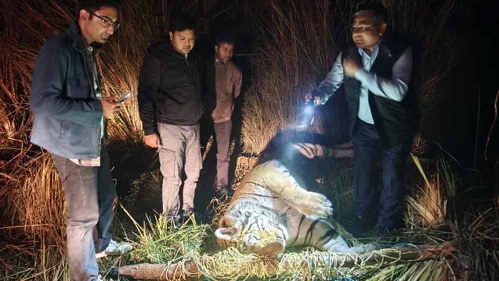 जंगल में संकट की चेतावनी! भूख से बाघ की मौत ने खड़े किए सवाल