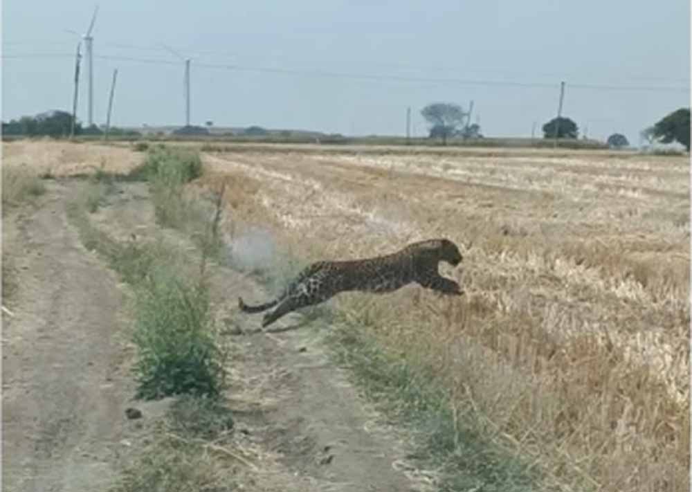 तेंदुए का आतंक: खेत में नजर आते ही दौड़ा, पुलिस जवान को बनाया निशाना